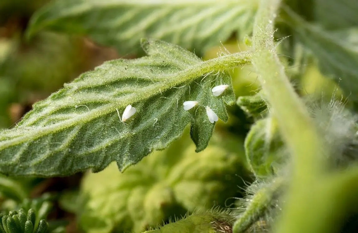 اطلاعیه شهرداری درباره طغیان حشرات سفیدی که روزگار تهران را سیاه کردند!