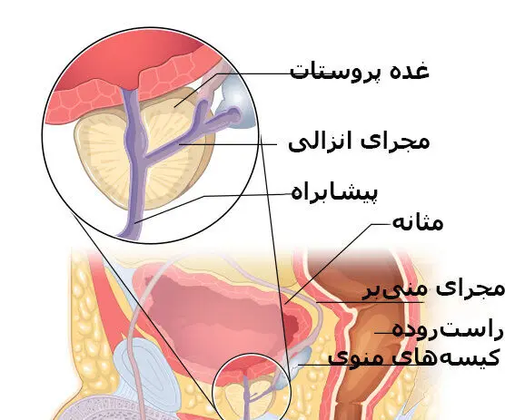 پروستات مردان چه کاری انجام می‌دهد؟

