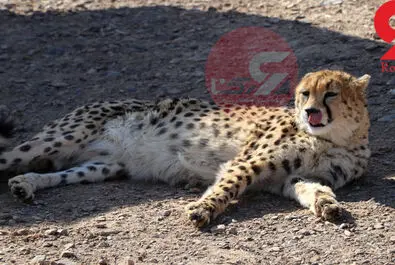یوزپلنگ ایرانی  ایران خانم