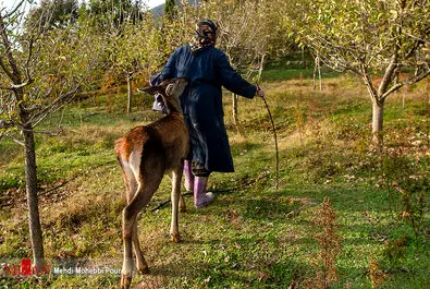 مرال در خانه