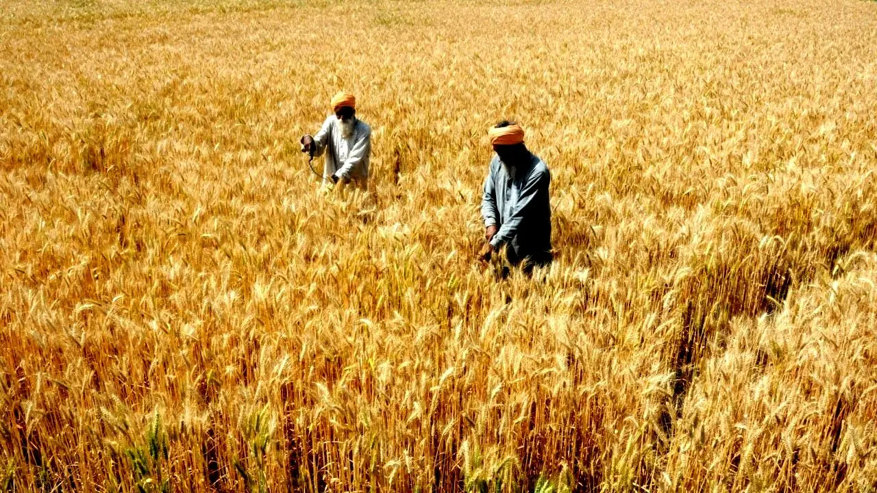 گندم‌کاران همچنان منتظر مطالبات خود هستند؛ تصمیم پزشکیان درباره قیمت گندم