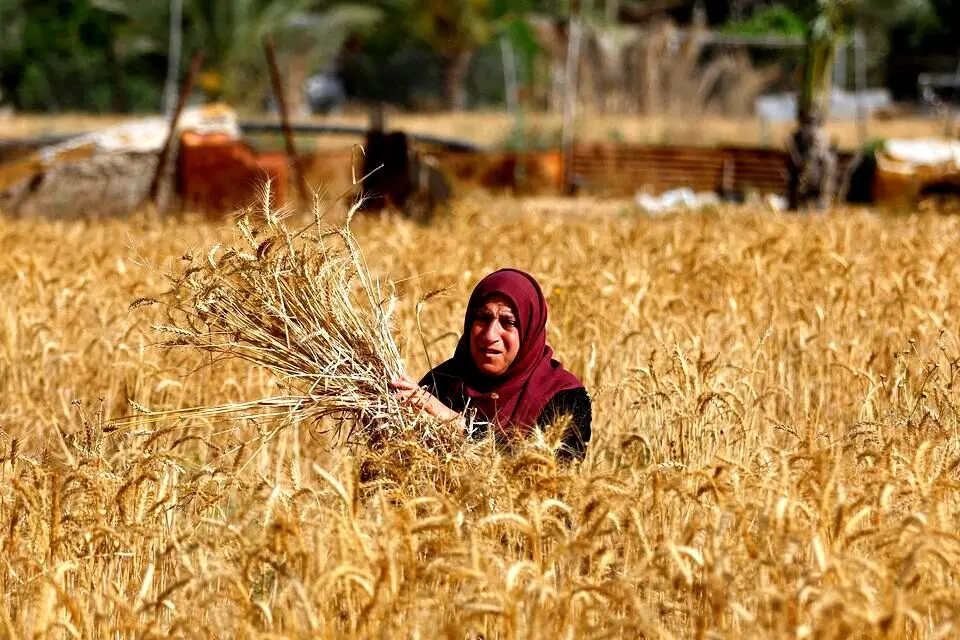 تذکر مجلسیان به دولت؛ پول گندمکاران را پرداخت کنید | آخرین وضعیت خرید گندم