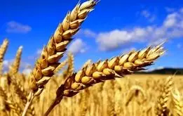 قیمت گندم درسال ۱۴۰۴ ، قیمت پیشنهادی خرید تضمینی گندم مشخص شد