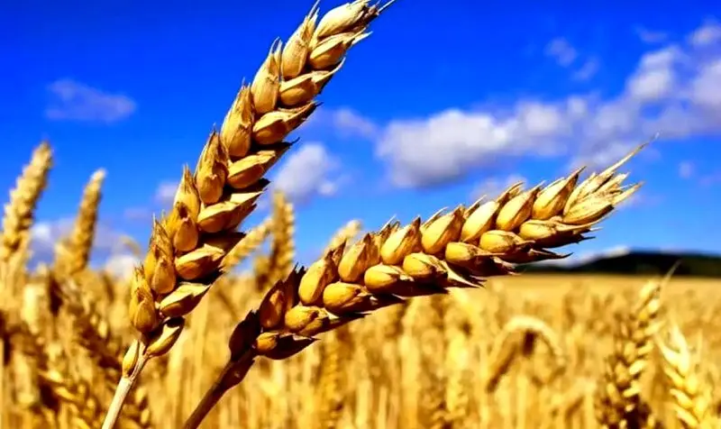خبر خوش برای گندمکاران