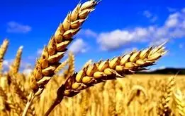 رسمی؛گندمکاران حتما بخوانند/ قیمت گندم اعلام شد