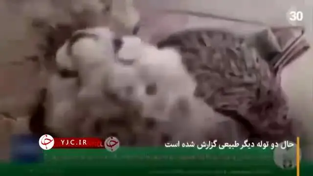 ببینید | علت تلف شدن یکی از 3 توله یوز «ایران»
