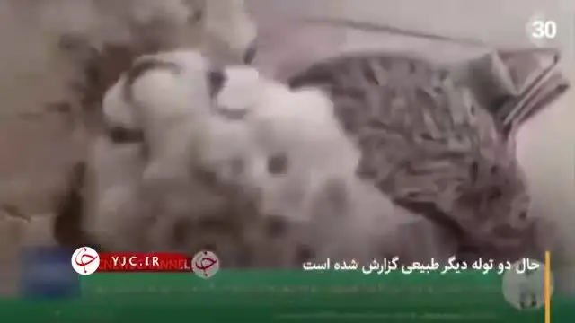 ببینید | علت تلف شدن یکی از 3 توله یوز «ایران»
