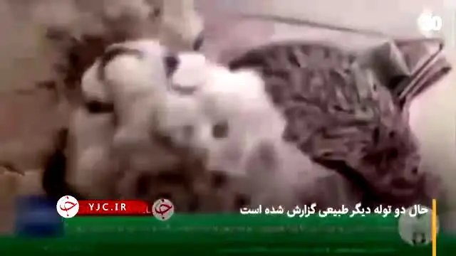 ببینید | علت تلف شدن یکی از 3 توله یوز «ایران»
