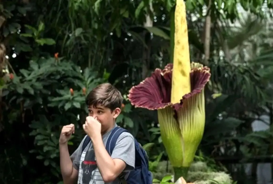 سرقت «بدبوترین گیاه جهان» خبرساز شد