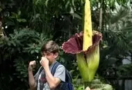 سرقت «بدبوترین گیاه جهان» خبرساز شد