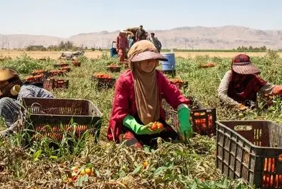  زنان کارگر در زمین‌های کشاورزی