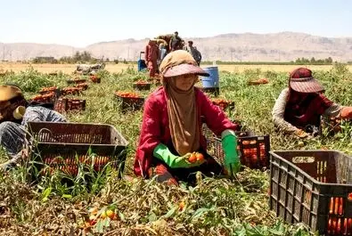  زنان کارگر در زمین‌های کشاورزی