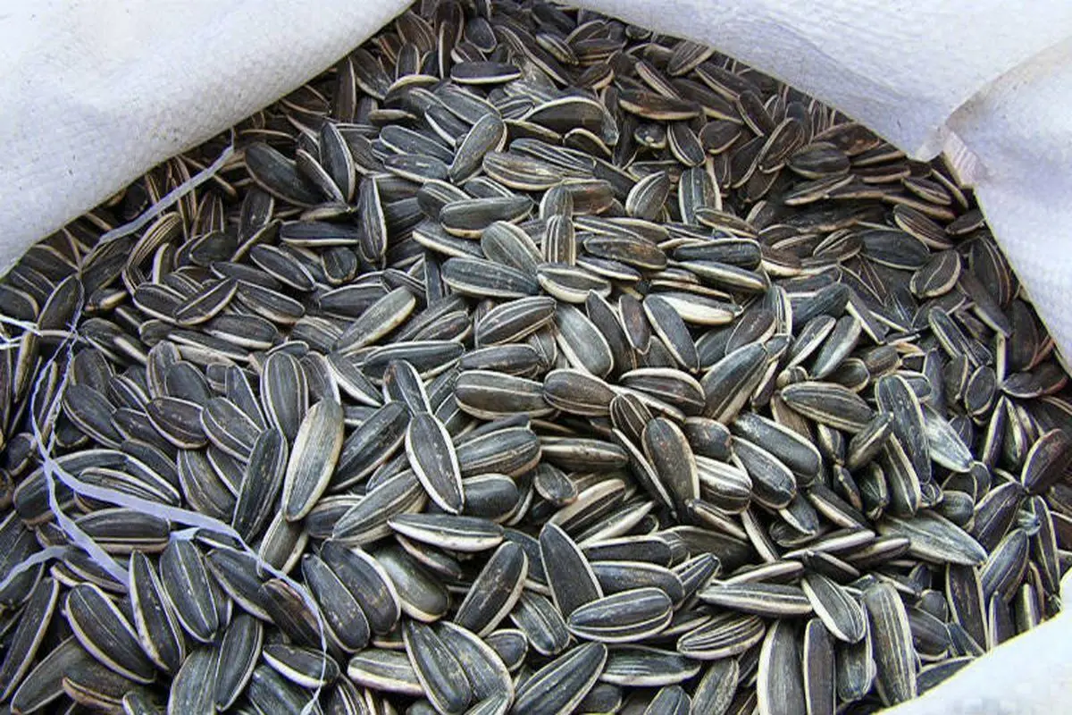 تخمه شکستن سرگرمی است یا اعتیاد؟