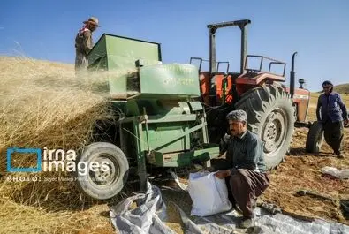 گندم گندمکاران قیمت گندم