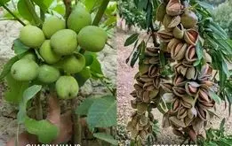 مرکز خرید نهال بادام و گردو دیرگل مقاوم به سرما
