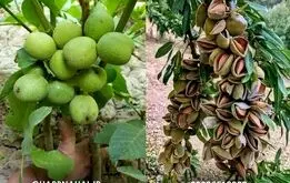 مرکز خرید نهال بادام و گردو دیرگل مقاوم به سرما