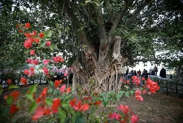 چه بلایی سر درخت سبز کیش آمد؟