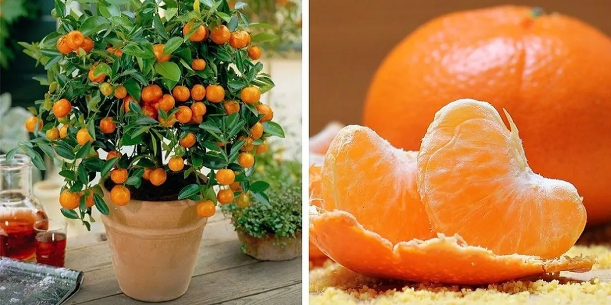 (ویدیو)  در خانه و در گلدان نارنگی بکارید؛به همین سادگی+ویدئو