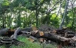 ماجرای قطع ۱۰۰ درخت در خیابان ولیعصر