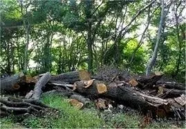 ماجرای قطع ۱۰۰ درخت در خیابان ولیعصر