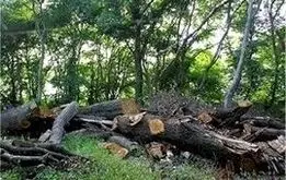 ماجرای قطع ۱۰۰ درخت در خیابان ولیعصر
