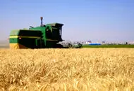 گندمکاران بخوانند؛ دستور پزشکیان برای تعیین قیمت جدید گندم