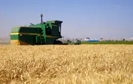 فوری / قیمت تضمینی گندم تعیین شد