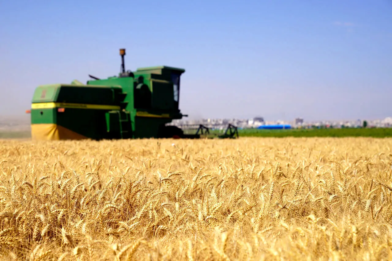 قیمت تضمینی گندم هنوز رسمی نشده است!