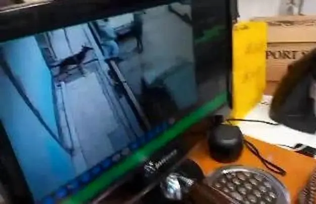 دستگیری عامل رعب و وحشت شهروندان با سگ سیاه در باقرشهر