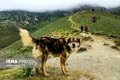 دره ارغوان