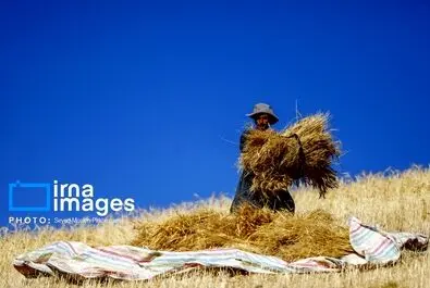گندم گندمکاران قیمت گندم