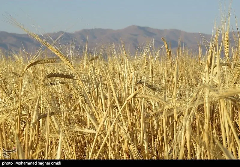 برآورد آمریکا از تولید ۱۴.۵ میلیون تن گندم در ایران/ خبر مهم از رشد تولید گندم 