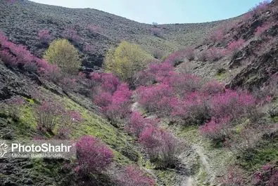 دره ارغوان
