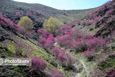 دره ارغوان