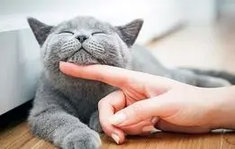 حرف زدن با حیوانات ممکن شد