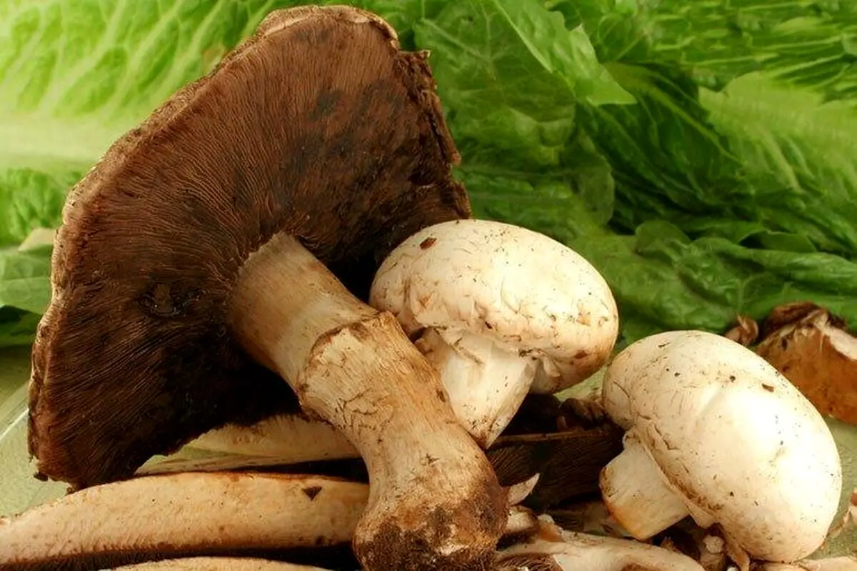 مسمومیت اعضای یک خانواده با قارچ سمی/دست به قارچ نزنید