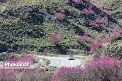 دره ارغوان