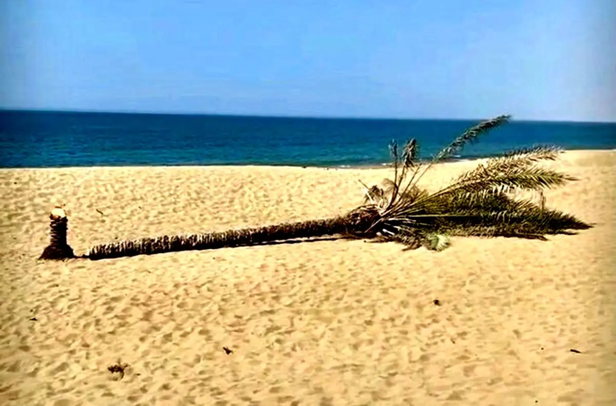 تک‌ نخل دَرَک جایگزین می‌شود