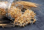 قیمت گندم نهایی شد