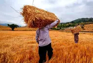 هنوز قیمت تضمینی گندم مشخص نشده است!