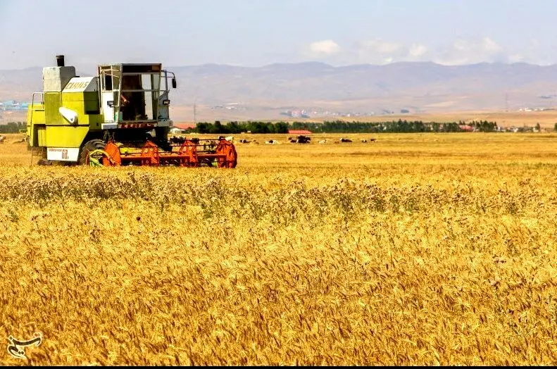 خبر خوش برای گندمکاران/ اولتیماتوم ۲۴ ساعته برای پرداخت مطالبات گندمکاران