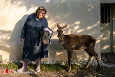 مرال در خانه