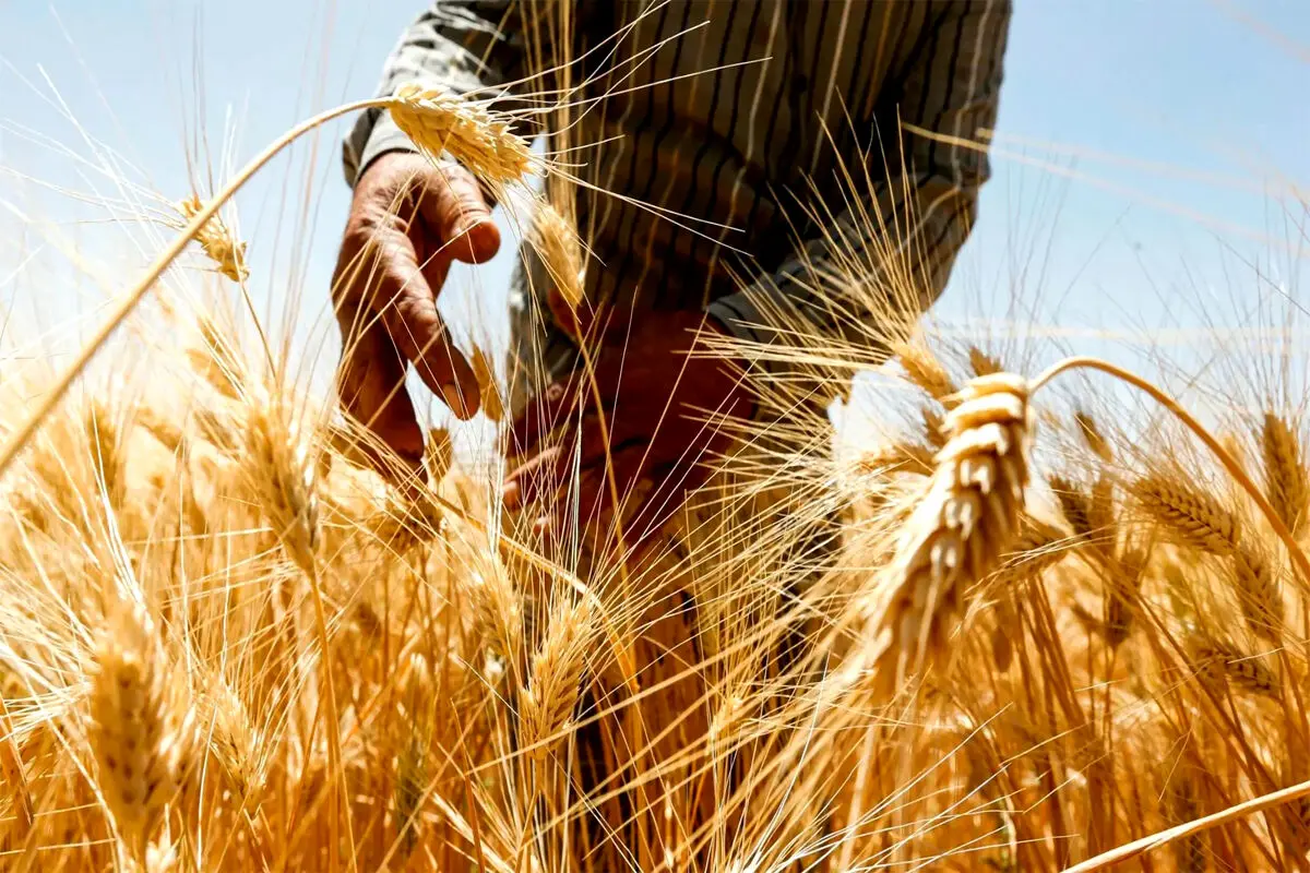  قیمت گندم همچنان نامعلوم /تهدید گندمکاران : منتظر کاشت گندم نباشید