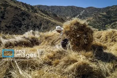 گندم گندمکاران قیمت گندم