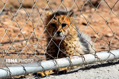 توله یوزپلنگ های پارک توران - سمنان
