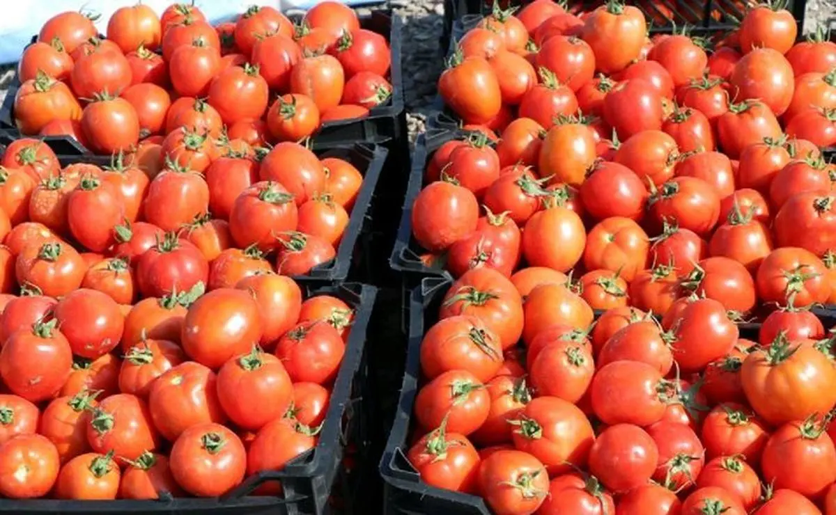 پیاز، گوجه و سیب زمینی ارزان می شوند