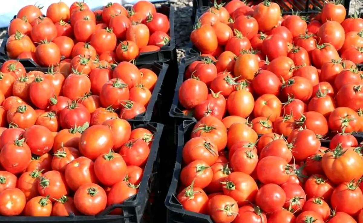 پیاز، گوجه و سیب زمینی ارزان می شوند