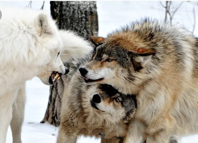 تعبیر خواب گرگ | دیدن گرگ در خواب چه معنایی دارد؟ 