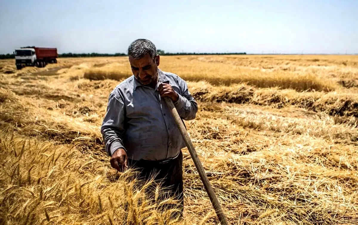 خبر مهم سخنگوی دولت برای گندمکاران + فیلم
