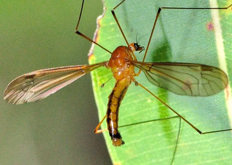 ملخ‌های مهاجر اردیبهشت به ایران حمله می‌کنند؟